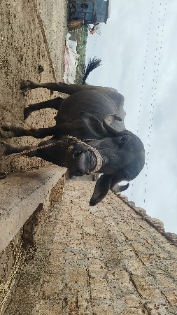 વેચાણ
