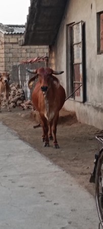 ગાય વેચવા ની છે