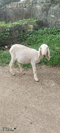 રાજેશતાની ઘેટો છે