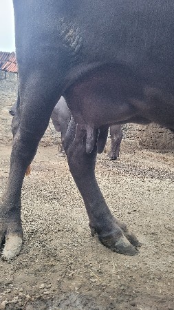 ભેસ વેચવા ની છે