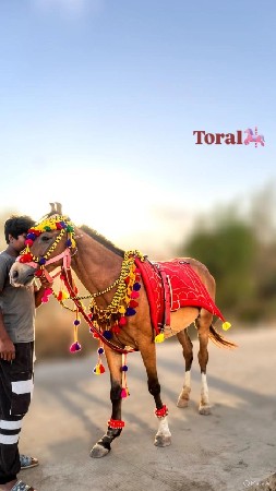 ઘોડી ના સાટા કરવાના છે અને વેચવાની