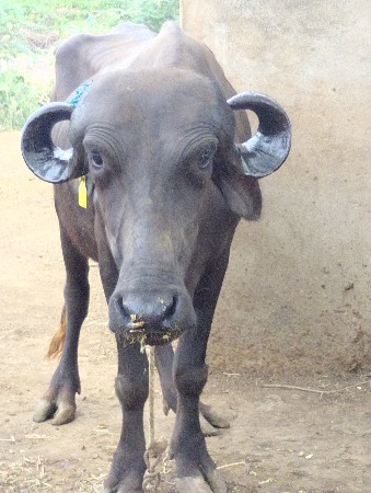રમેશભાઈ