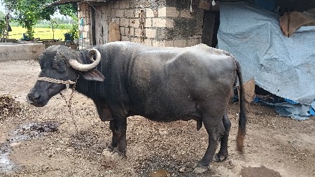 બાબુ જેઠા ગોઢાણીયા