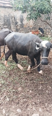 ખડેલી વેચવા ની છે