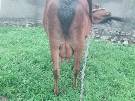 jegsvhav