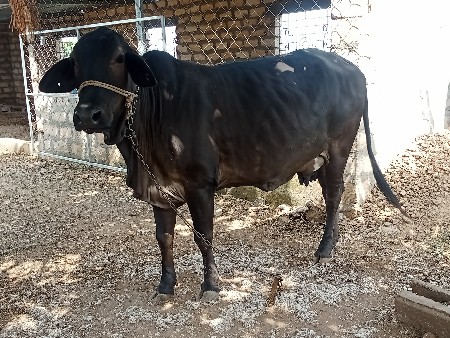 જસી ગાય