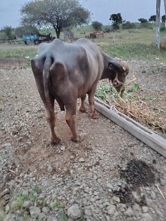 ભૂરી ભેંસ વેચવાની છે