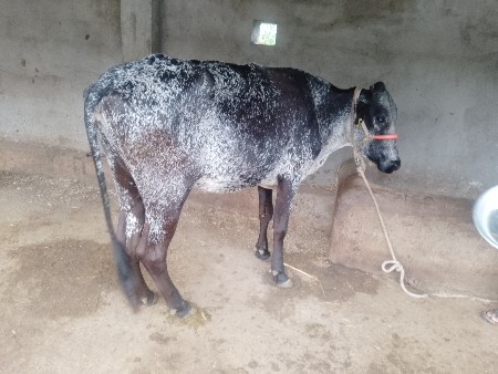 જર્સી ઓડકી વેચવા ની છે