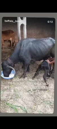ભેસ વેસવાની નીસે પાડી
