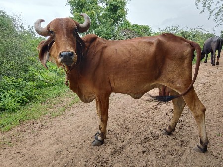 ગાય