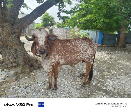 ગાય વેચવાની છે