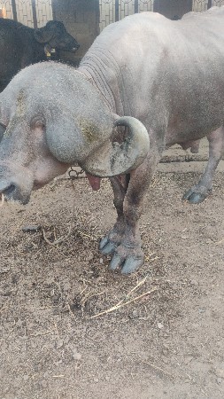 પાડો વેચવા નો છે