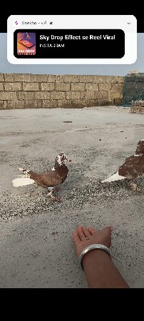 કબૂતર આપી દેવાના છે