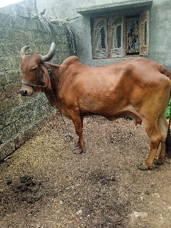 ગાય વેચવાની છે.