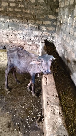 ૧.૫  વર્ષ ના છે.   ૨.  છે