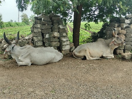 બળદ વેચવાના છે