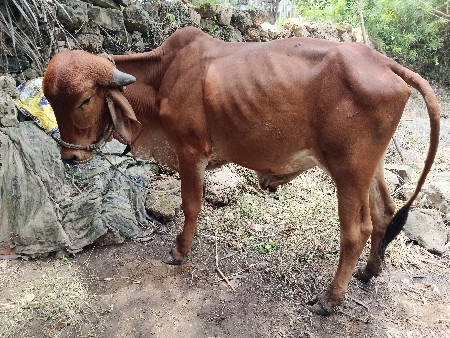 ગોઘલો આપવાનો છે