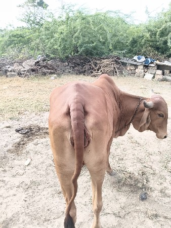 પેલવતરી હોડકી વેચવાની છે