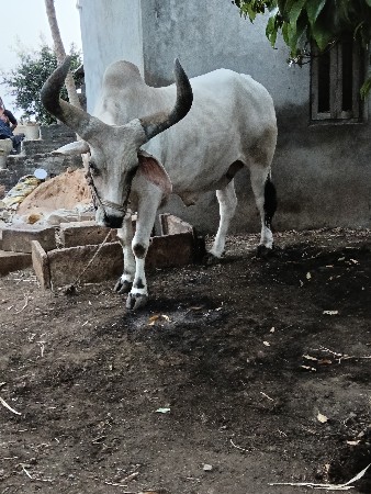 બળદ વેચવા ના છે 🐂🐂