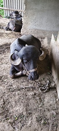 ભેંસ વેચવાની છે.
