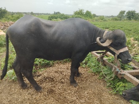 ભેંશ વેચવાની છે