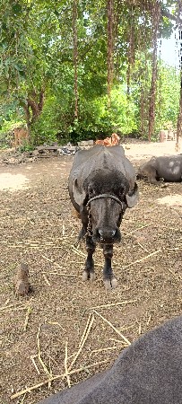 ભેંશ વેસવાની છે