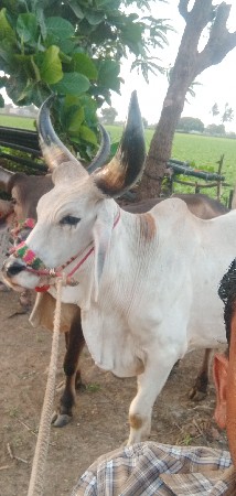 વેચવાના છે