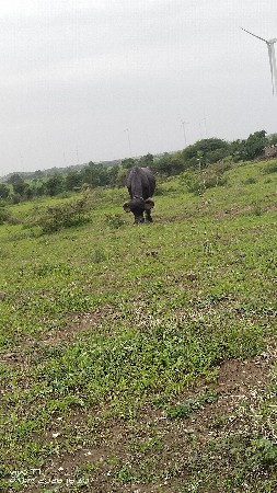 ભેંસ વેચવાની છે