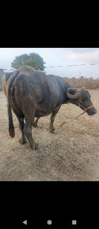 bhes vechvani che