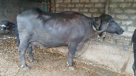 જાફરાબાદી ભેંસ