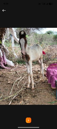 મનદીપ