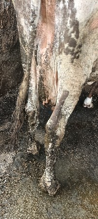 એસ એફ ગાય વેસવાની સે