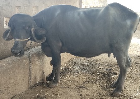 ભેંશ