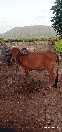 હોડકી વેચવાની છે