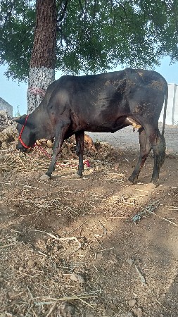 Gai vesavani che