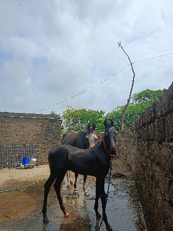 વછેરો વેચવા નો છે