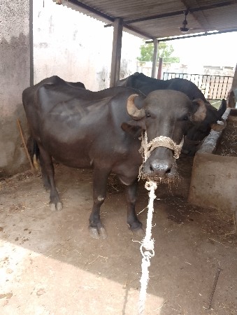ખડેલી વેચવાની છે