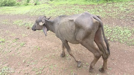 બે ખલેડા વેચવાના છે