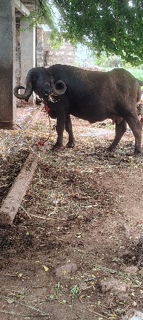 ખડેલી વેચવાની છે