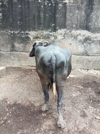 ભેંસ વેચવાની છે