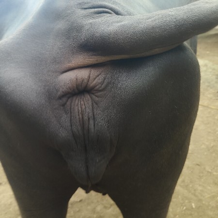 વેસવાની