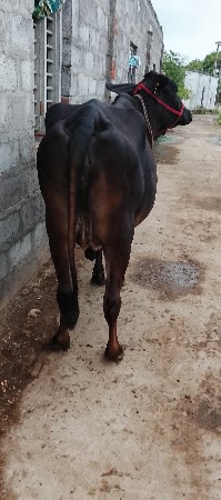 એસ.એફ.ક્રોસ ગાય