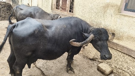 ભેંસ વેચવાની છે