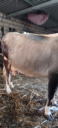 ગાય વેચવાની છે