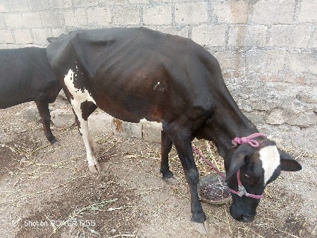વાસડી દેવાની સે બેય સાથે