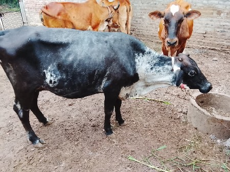 સાવ સોજી ગાય વેચવાની છે