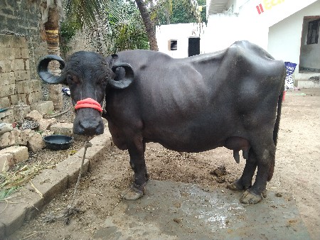 ભેંસ વેચવાની છે