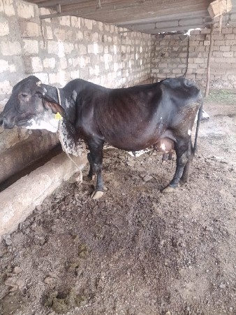આ ગાય વેચવાની છે