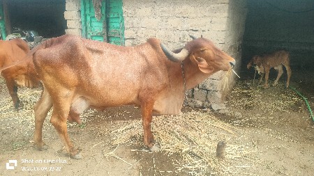 રાજેશ ભાઈ ભારું ભાઈ