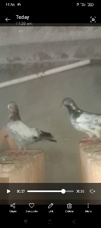કબુતર વેચવાના છે ઉડાન ની જોડી